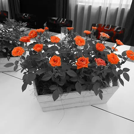Rosslyn Park Hotel Sofia